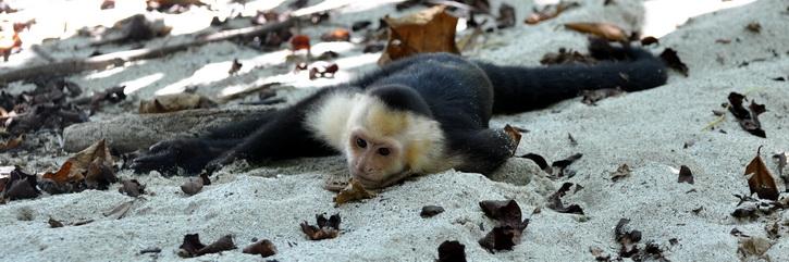 Résumé de nos impressions du Costa Rica, amérique du sud tour du monde, voyage Parc de Manuel Antonio, Quepos