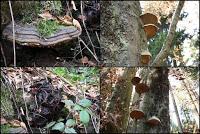 Ailleurs: Le castelet de Vítek et ses environs Ailleurs: Le castelet de Vítek et ses environs