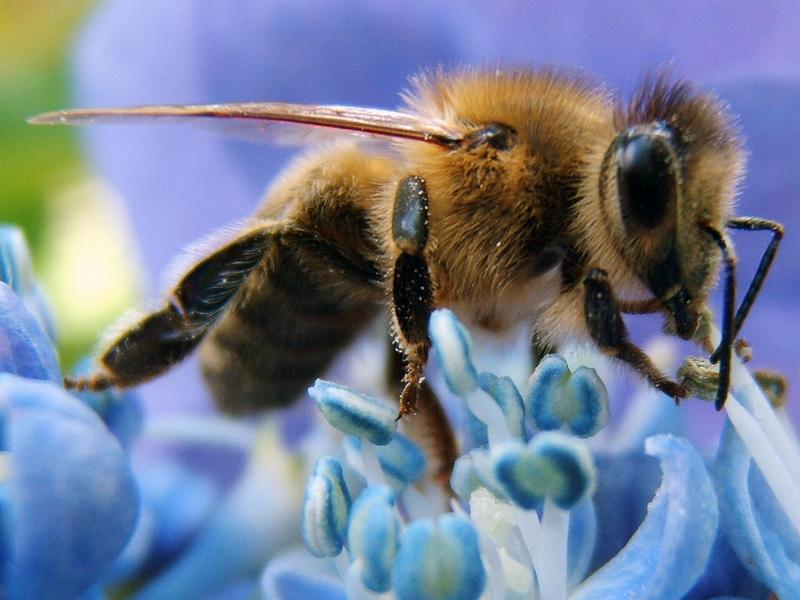 Gentille abeille (Louis Guillaume)