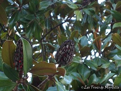 Ciel du lundi - Les fruits du magnolia