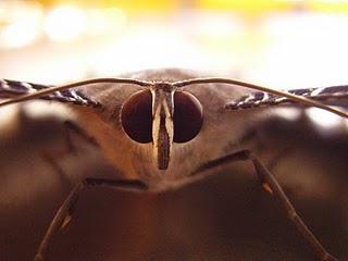 La faune locale La faune locale