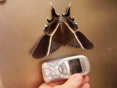 La faune locale La faune locale