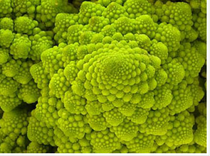 Chou romanesco L'info aujourd'hui est