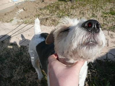 J'aime les chiens... J'aime les chiens...