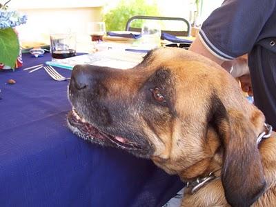 J'aime les chiens... J'aime les chiens...