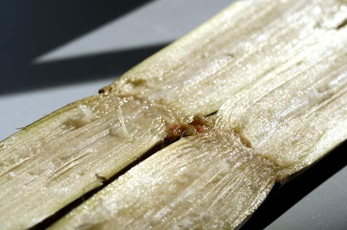 Cana-de-açúcar sugarcane サトウキビcanne à sucre