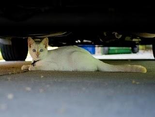 Chat alors, quel retard! Chat alors, quel retard!