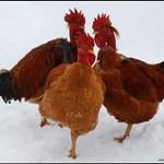 coq (c) Jeff Bove