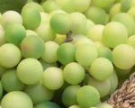 Tou bichvat 2010-5770 grape_green_harvest_225654_l