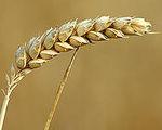 Tou bichvat 2010-5770 bl__orge__2_