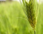 Tou bichvat 2010-5770 bl__orge__3_
