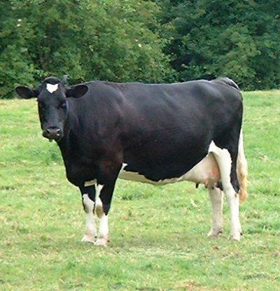 La Prim'Holstein