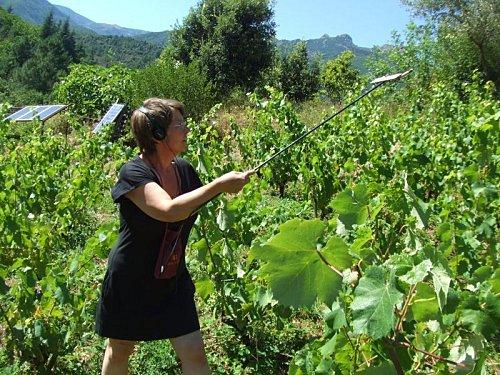 Hors Piste - auf neuen Pfaden - away from mainstream roads son de la vigne