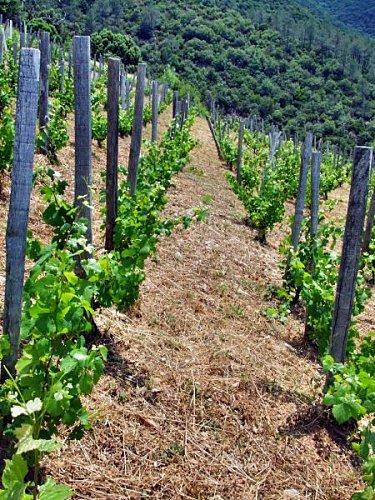Hors Piste - auf neuen Pfaden - away from mainstream roads Pinot piquets