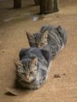 Chats chenille à Nétéa Lettres de Nouvelle-Calédonie : mon abécédaire