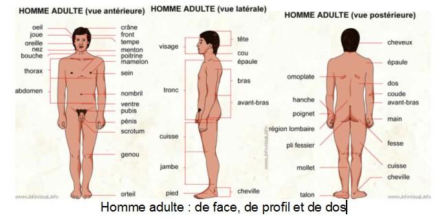 Dessiner Ou Peindre Le Corps Humain – Eléments D’anatomie Dessiner ou peindre le corps