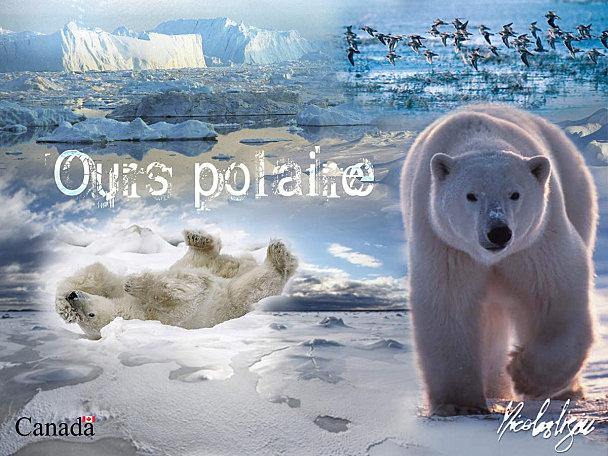 Affiche Ours polaire 4X3