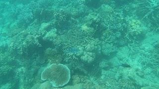 Plongée sur la Grande Barrière de Corail