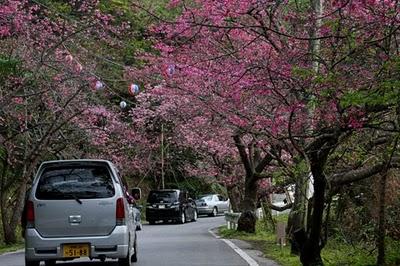 Sakura ou cerisier en fleur au Japon