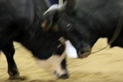 Bullfighting combats de taureaux à Okinawa