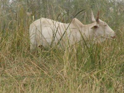 De la Kora à Warkéré De la Kora à Warkéré