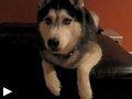 mishka-says-love-you-mom-husky