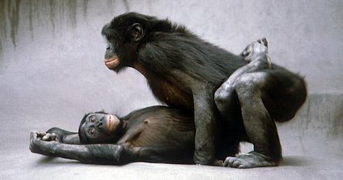 Un zoologue dit que l'homosexualité est génétique... Voilà pourquoi c'est une mauvaise nouvelle ! Un zoologue dit que l'homosexualité est génétique... Voilà pourquoi c'est une mauvaise nouvelle !