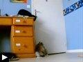 3 Videos: Le chat et l'ecran plat + 2 chats ouvrent une porte + Le chat et le renard deux-chats-essayant-resoudre