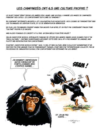 chimpanz_