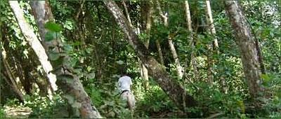 Costa Rica : hôtel respectueux de l'environnement mais en zone interdite