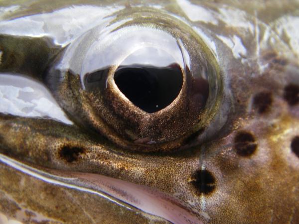 Fabien Frances TOUS @ CONCOURS !/ALL @ THE CONTEST !!!