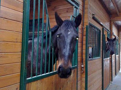 Ocalis du jour cheval ocalis