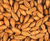 Petits pains croustillants a l’orge de Sourour Grains d'orge