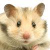 http://wamiz.com/images/animaux/rongeurs/crop/medium/hamster.jpg