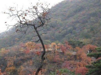 Des Montagnes Qui Sentent Bon Des Montagnes Qui Sentent Bon