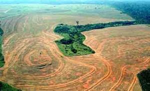 ps-deforestation-urbanisation-carbone-pollution-arbres-ps76-blog76