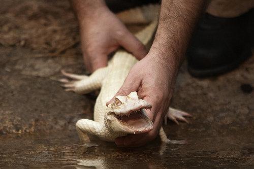 Un couple d’Alligators Albinos à la Ferme aux Crocodiles de Pierrelatte !