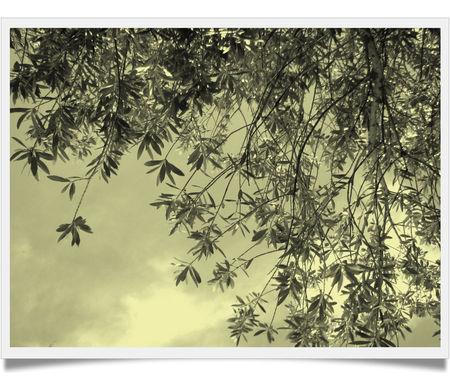 Quelques cadres pour le style! IMG_4097V2_framed