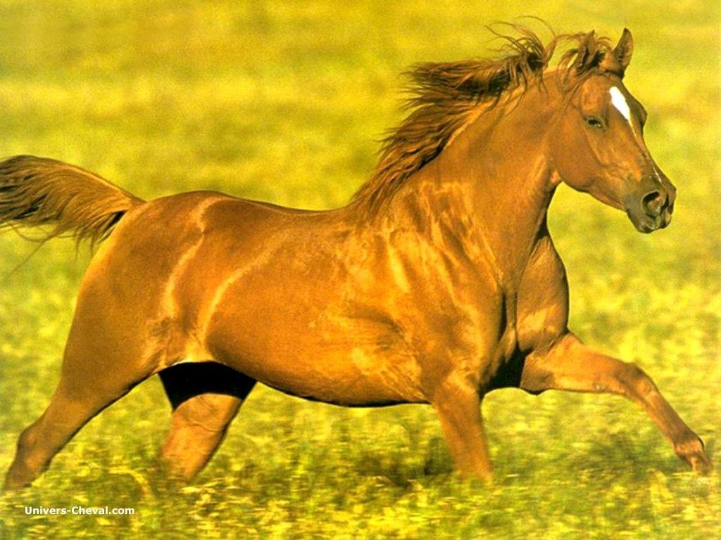 http://www.univers-cheval.com/images/cheval/wallpapers/real_9164-cheval-au-galop-prairie.jpg