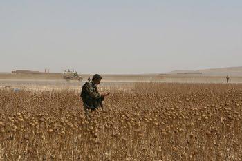 Afghanistan : baisse de la production d'opium en 2010 ?