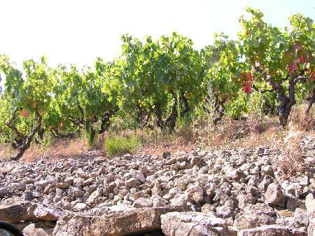 vigne domaine les éminades vigne domaine les éminades
