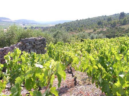 vignes domaine les éminades vignes domaine les éminades