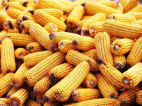 Le Haut Conseil des biotechnologies dément la toxicité des OGM
