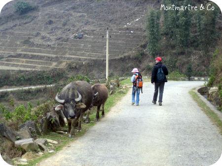 Nord du Vietnam : les montagnes de SaPa Sapa4