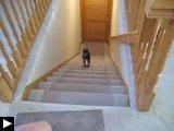 chien escalier chien-escalier.jpg