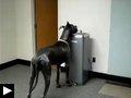 3 videos: le chien et la gamelle+ Un chien dévale l'escalier + un chien boit au robinet chien-boit-robinet.jpg