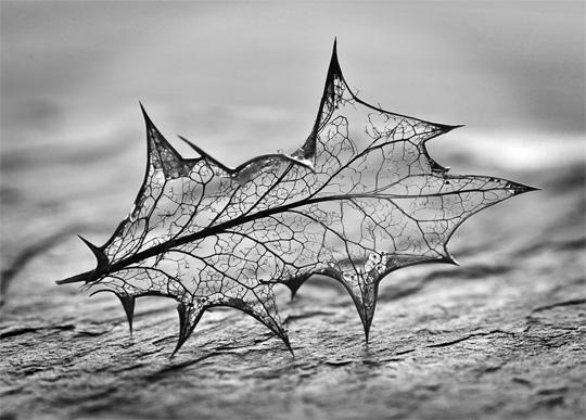 http://webdesignledger.com/wp-content/uploads/2010/01/macro_photography_40.jpg