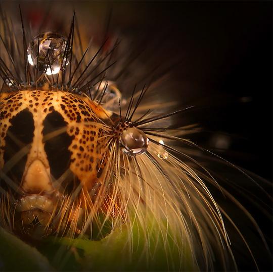 http://webdesignledger.com/wp-content/uploads/2010/01/macro_photography_9.jpg