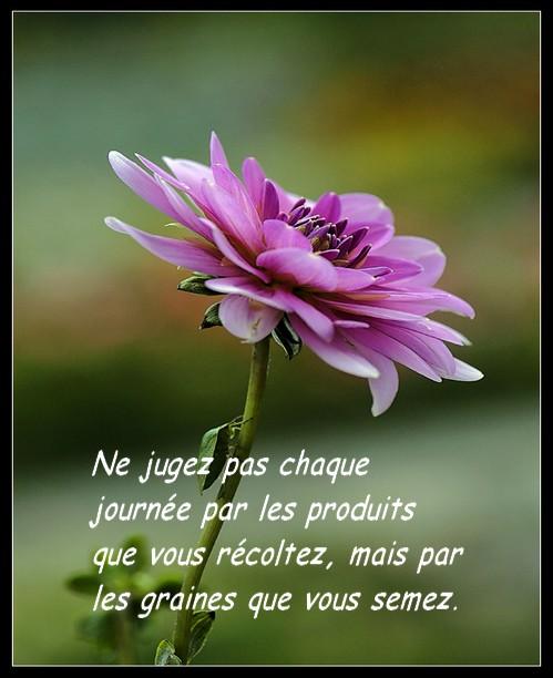 DEPASSE TOI punaise-sur-fleur-mauve