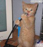 Cat's les tueurs d'hommes chat_chanteur